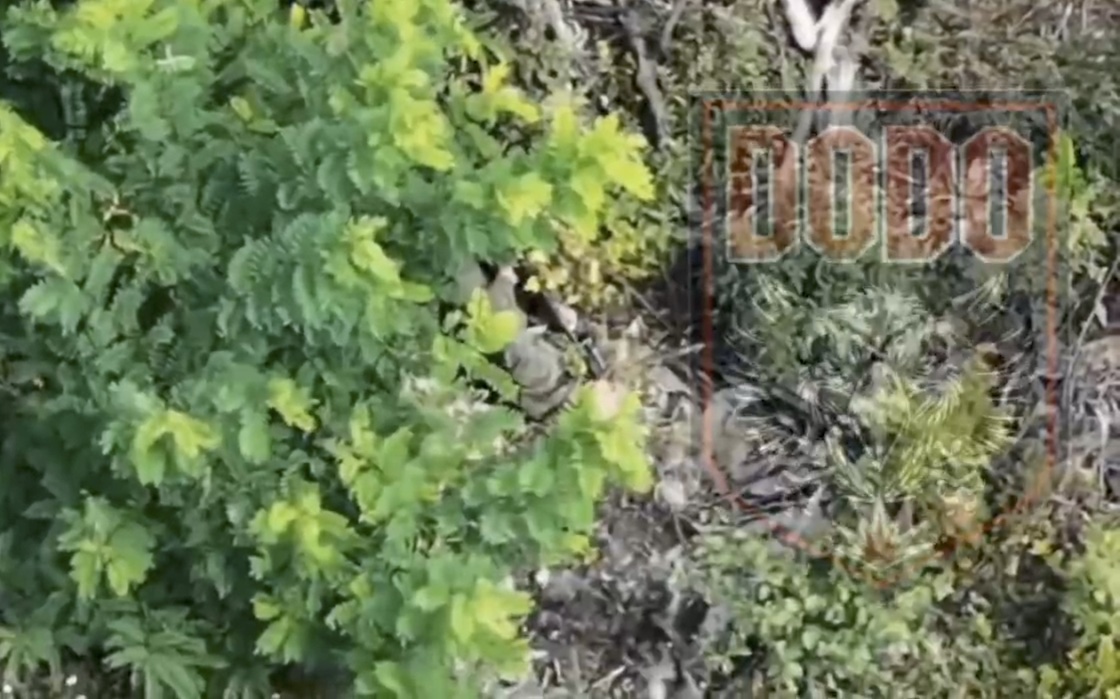 Russian soldier shoots himself in the head while lying under the tree