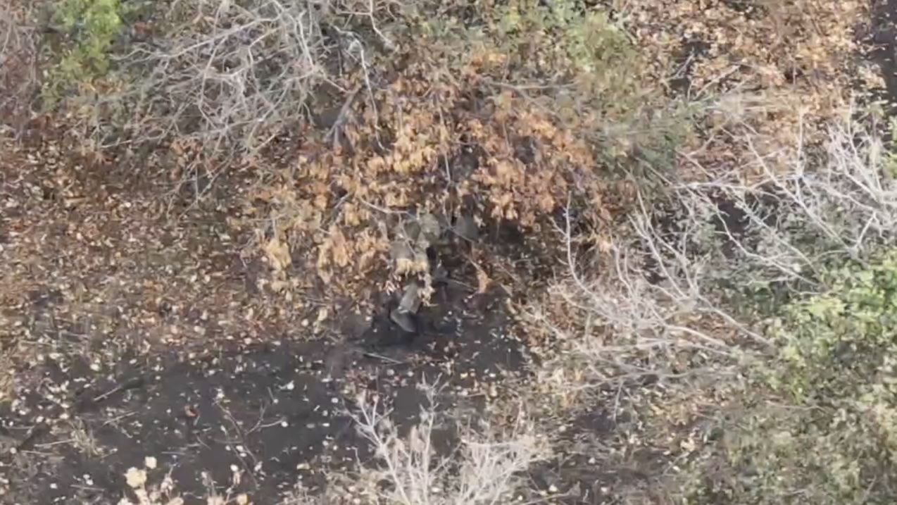 Russian under foliage appears to shoot himself