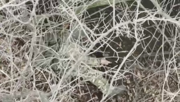 Russian under the tree is attacked by drone drops, he grabs his AK and shoots himself