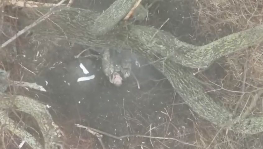 Drone is aiming for a while, then pretty accurately drops grenade on Russian that is hiding under the tree. He immediately pulls his AK and shoots himself