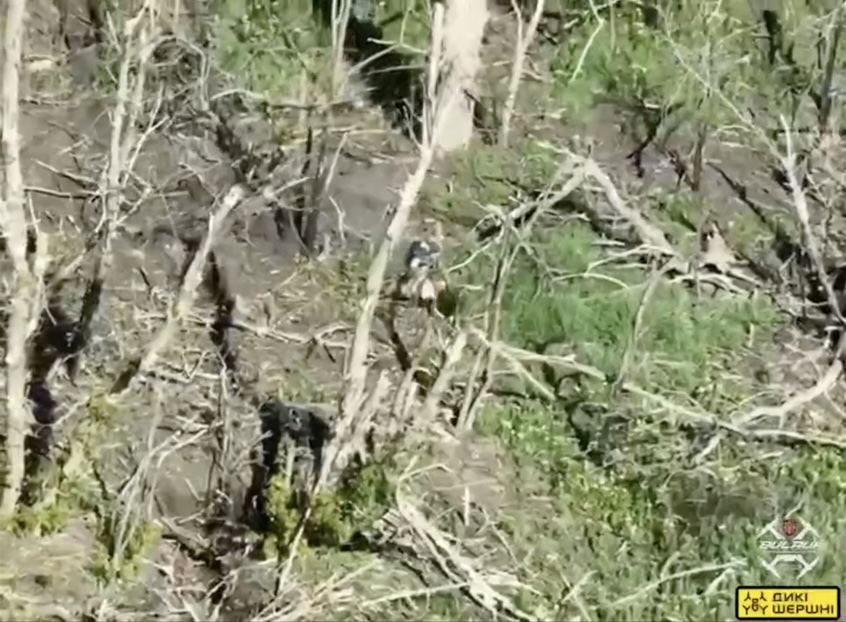Russian receives close FPV hit in a treeline, shoots himself lying on the ground. Later camera zooms in, his trousers are down for some reason, his shoulders on fire