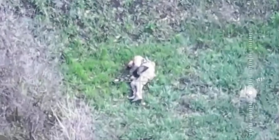 Russian soldier fleeing from a drone shoots himself in the head midstride. Zoomed in view reveals head wound yet he appears to still be breathing