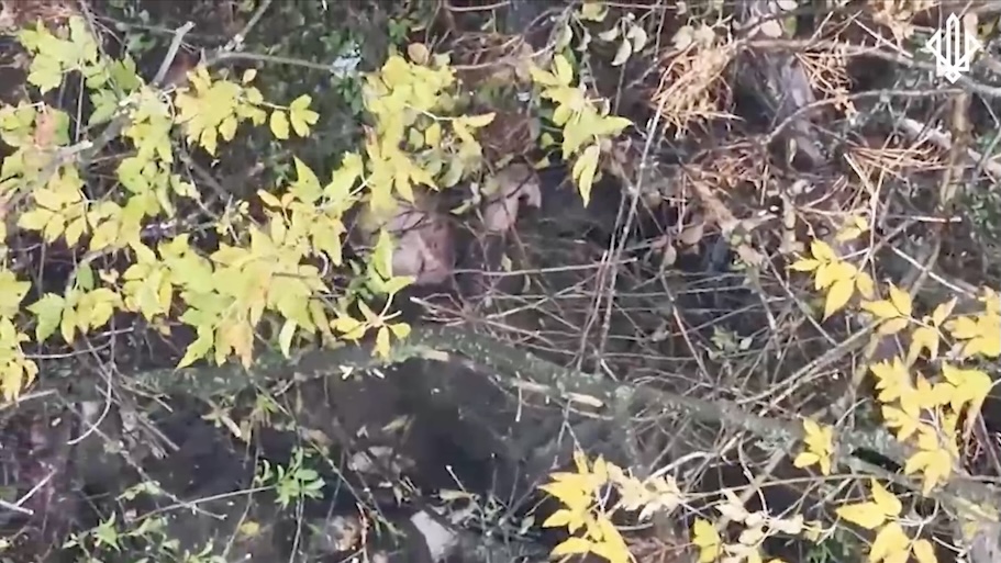 Russian with no helmet is rolling in the bushes under drone drop attack, aims his rifle at his temple, makes eye contact with the drone operator and shoots himself