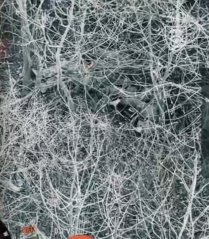 Short video with no context featuring what looks like Russian soldier shooting himself with his rifle while lying on his side surrounded by dense tree branches