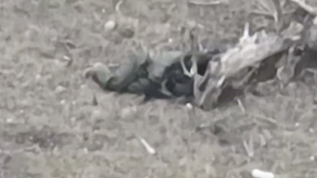 Russian soldier shoots himself lying behind tree